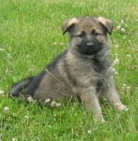 /album/brixie/snimek-126-1-jpg1/